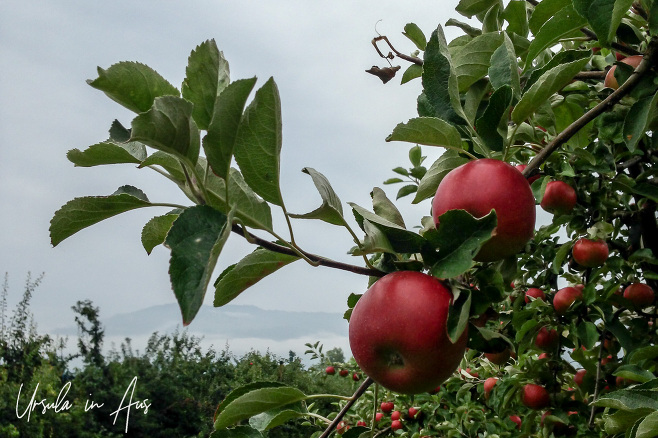 Apples growing in an orchard with Lake Zurich behind, Bächlihof Farm, Jona Switzerland.