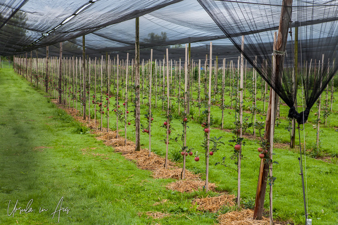 Red apples in neat rows, Bächlihof Farm, Jona Switzerland.