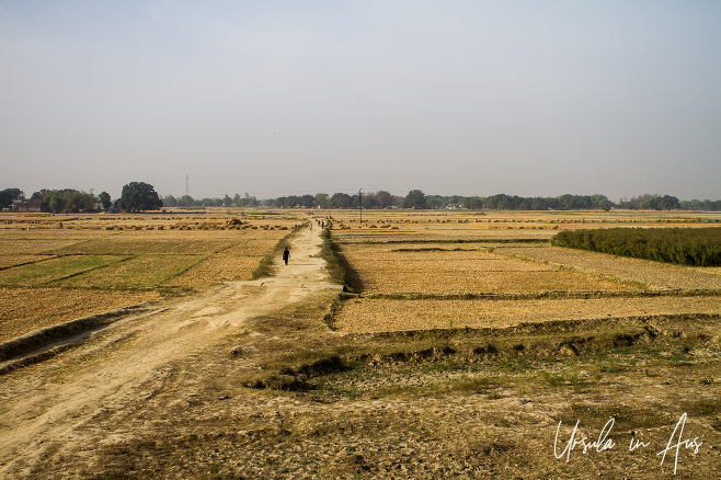 Golden grain fields in Uttar Pradesh, India.