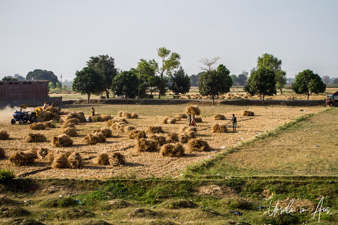 Harvested grain in Uttar Pradesh, India.