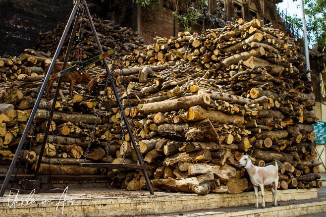 Wood, scales and a goat on Harishchandra Ghat, Varanasi India