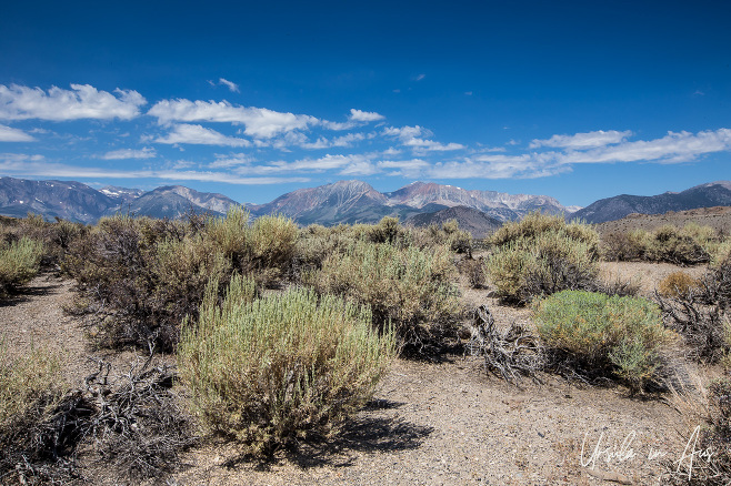 Views over sagebrush towards the Sierra Nevada Mountains, Mono Basin California