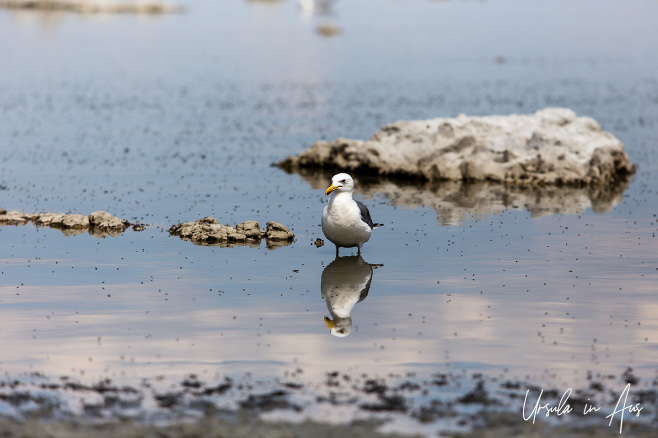 California gull and reflection, Mono Lake Tufa State Natural Reserve, California USA