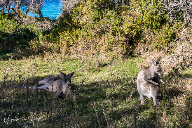 Two eastern grey kangaroos, Haycock Point, NSW Australia.