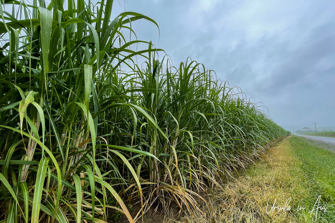 A row of sugar cane, Bruce Highway, Queensland Australia.