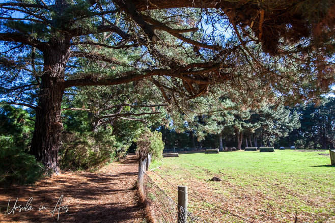 Conifers low over a walking path, Merricks Victoria, Australia