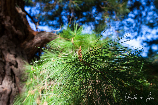 Close-up: pine needles, Merricks Victoria, Australia