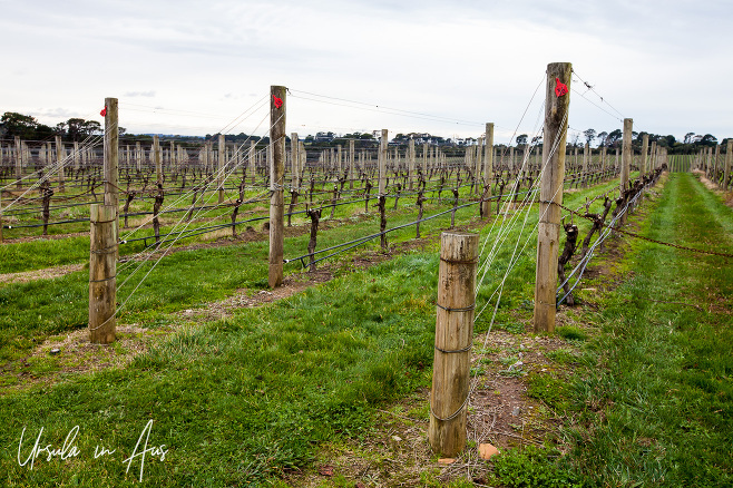 Lines and poles around bare vines, Pt Leo Estate, Victoria, Australia
