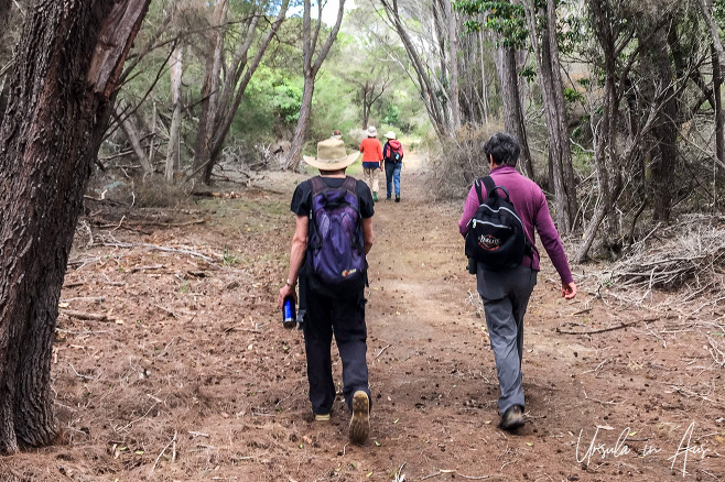 Walkers in the tea trees, Hobart Beach track, Bournda National Park Australia