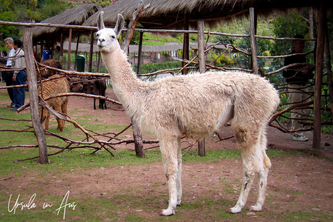 Llama, Awana Kancha Llama Farm, Peru