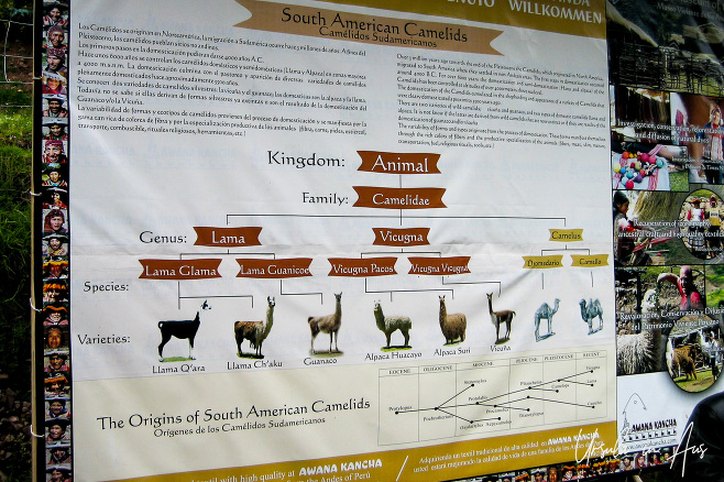 Camelids poster, Awana Kancha Llama Farm, Peru