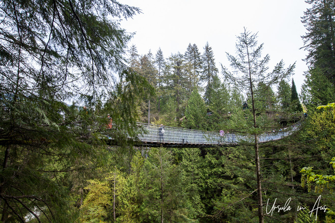 The Capilano Suspension Bridge from below, BC Canada