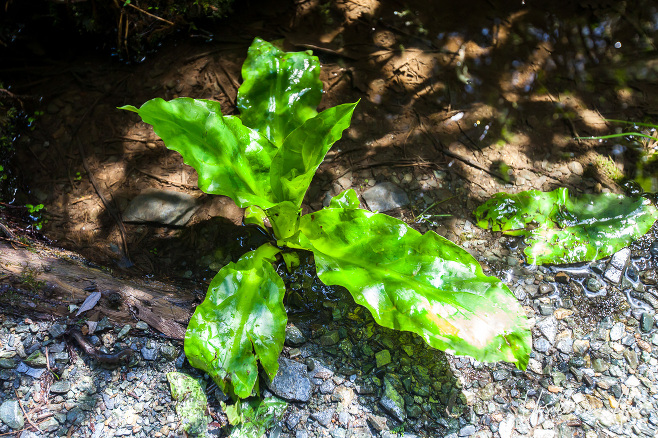 Dappled light on skunk cabbage leaves, , Botanical Beach Provincial Park, BC Canada