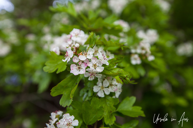 Common hawthorn blossoms, Buttertubs Marsh Park, Nanaimo Canada