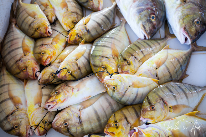 Little striped fat fish for sale, Barka Fish Market, Oman