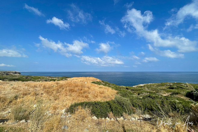 Yellow grasses and green scrub, North Coast Crete, Greece