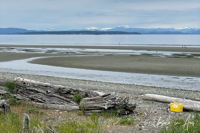 Driftwood on the low tide of Oyster Bay, BC Canada