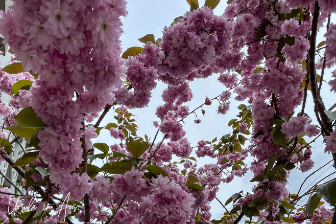 Cherry blossoms overhead, Vancouver BC Canada