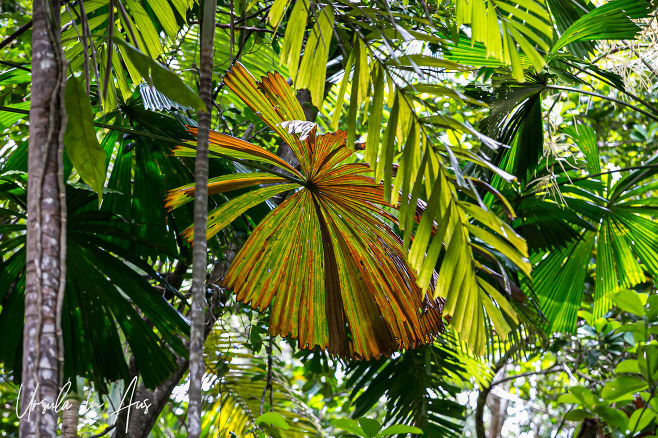Australian fan palms, Daintree Rainforest, Cape Tribulation Queensland Australia