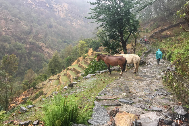 Ponies in the rain on the Ghorepani circuit, near Hille, Nepal
