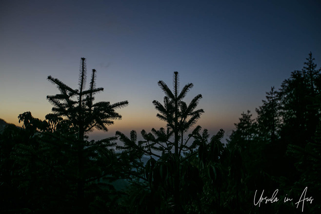 Silhouetted fir branches against a pre-dawn sky, Ghorepani Nepal