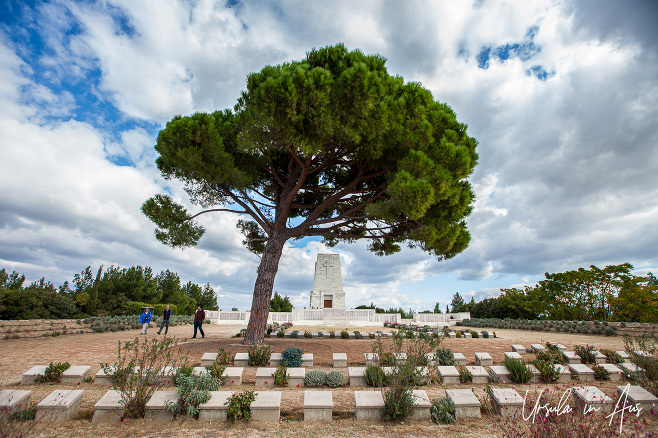 A single pine at the Lone Pine Memorial, Gallipoli Turkey