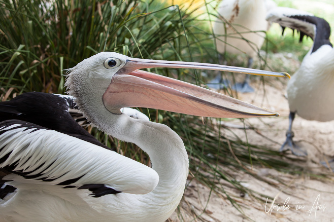 A pelican with an open beak, Adelaide Zoo, Australia