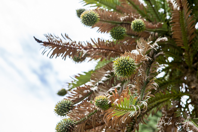 Cones and leaves of the Wollemi pine against a white sky, Adelaide Zoo, Australia