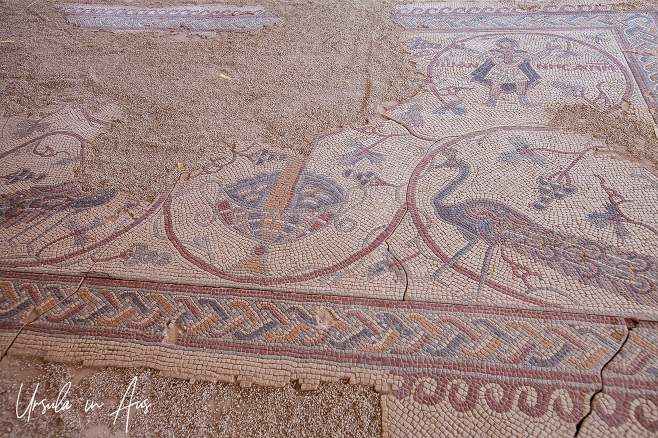 Mosaic of a peacock in a grapevine, Mount Nebo, Jordan.