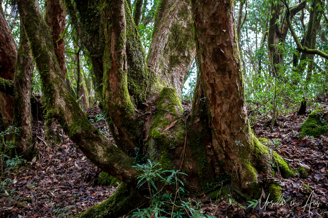 Mosses and ferns on the tangled trunks of rhododendron trees, Tadapani, Nepal. 