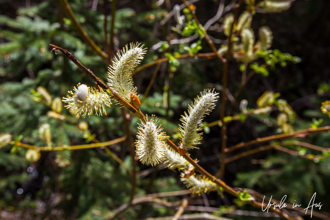 Fresh buds on a willow branch, Sun Peaks BC Canada