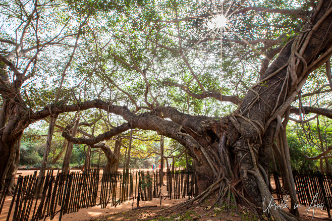 Sun in the branches of an old banyan tree, Auroville, India