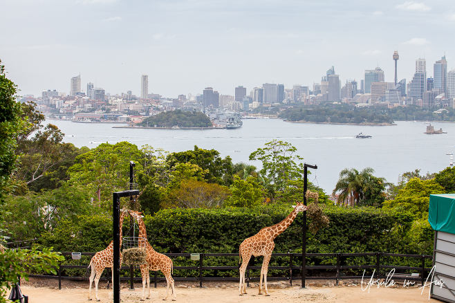 Giraffes in their enclosure at Taronga Zoo, Sydney