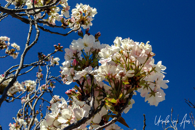 Spring cherry blossoms against a blue sky, Jindabyne Australia