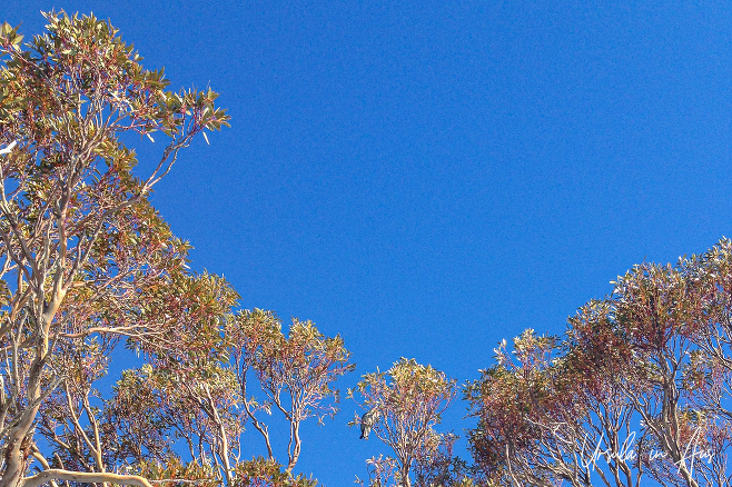 Red eucalyptus leaves against a blue sky, Thredbo, Australia