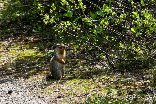 Ground squirrel, Lake Louise Inn, Banff National Park Canada