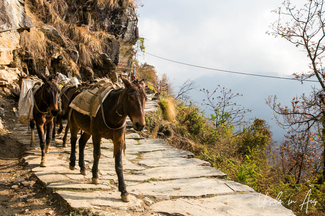 Small ponies on the path out of Ghandruk, Nepal