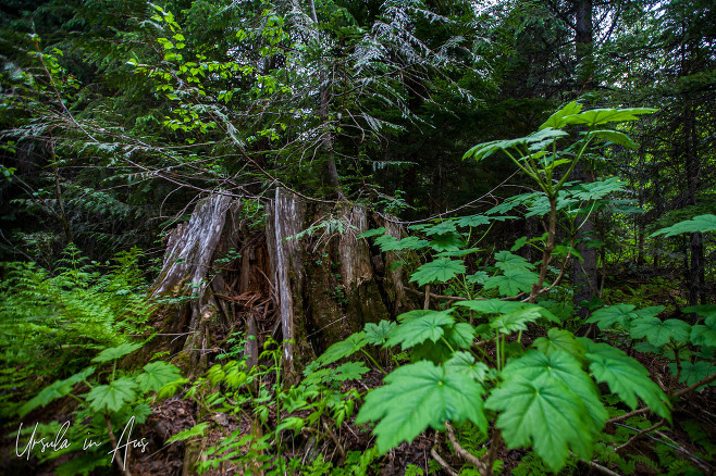 Leaves and ferns growing in a tree stump, Ancient Forest/Chun T