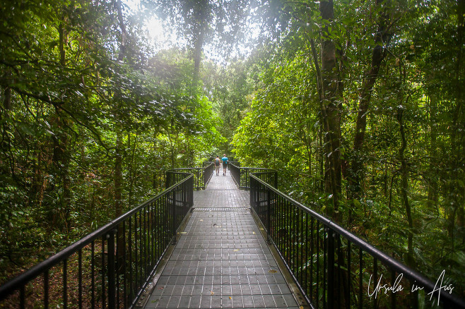 Walkway into the rainforest, Baral Marrjanga Track, Daintree National Park, Queensland Australia