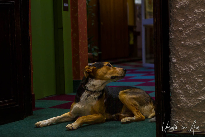 Hound in the lobby of a French hotel, Foix.