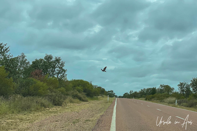 Raptor along the Gregory Highway, Charters Towers, Queensland Australia