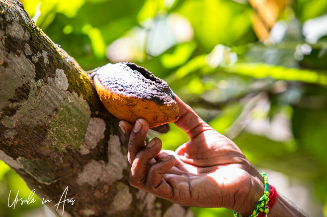 Empty cacao pod, Ravi