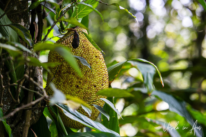 Jackfruit on a tree, Ravi