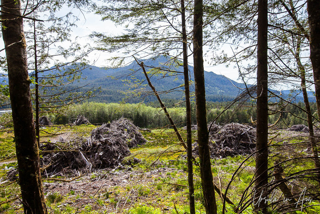 View of a background mountain from the start of the Butze Rapids Trail, Prince Rupert Canada