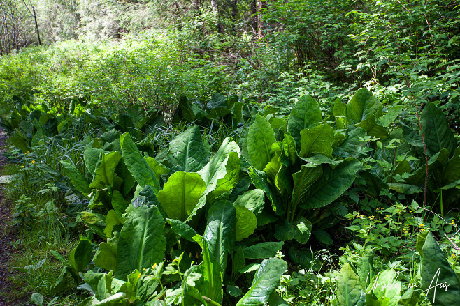 Skunk cabbage leaves, the Butze Rapids Trail, Prince Rupert Canada