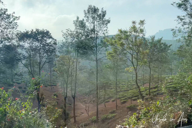 Mists in the trees, Idukki Kerala India 