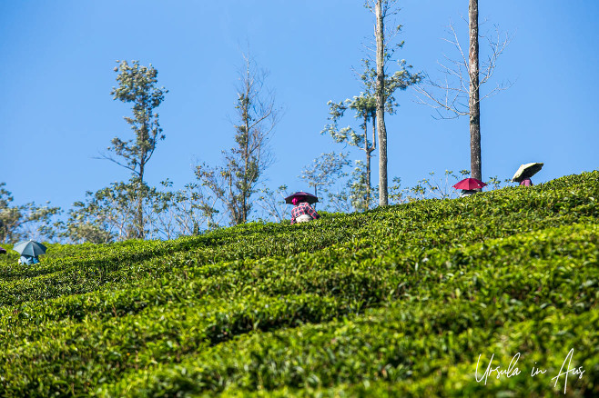 Hatted women in a tea plantation, Kerala India