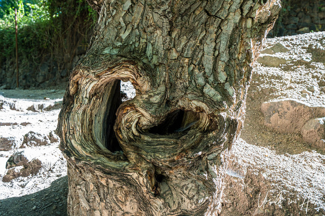 Gnarled section of walnut trunk, Imlil Morocco.