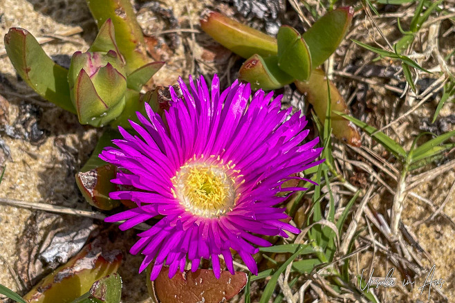 Pink pig face in sandy soil, the Story Trail, Eden Australia