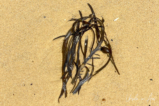 Seagrass on the sand, the Story Trail, Eden Australia